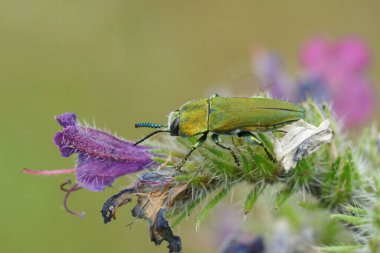 Gard, Anthaxia hungarica 'da mor bir Echium çiçeğinin üzerinde oturan renkli bir mücevher böceğinin detaylı görüntüsü.