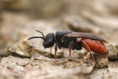 Akdeniz kırmızı bacaklı kleptroplazit kan arısı Sphecodes ruficrus 'un detaylı görüntüsü.