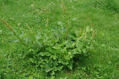 Natural vertical closeup on a English mercury wildflower plant, Blitum bonus-henricus clipart