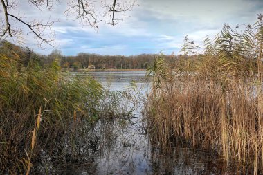 A serene lake scene with tall reeds in the foreground and a forested shoreline in the background under a cloudy sky. clipart