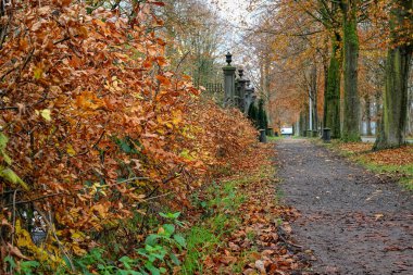 Ağaçlar ve düşen yapraklarla kaplı manzaralı bir sonbahar yolu huzurlu bir atmosfer yaratıyor..