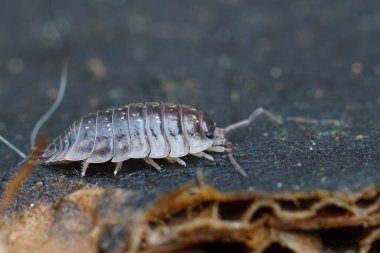 Detailed closeup on the Common shiny woodlouse, Oniscus asellus, on a piece of wood clipart