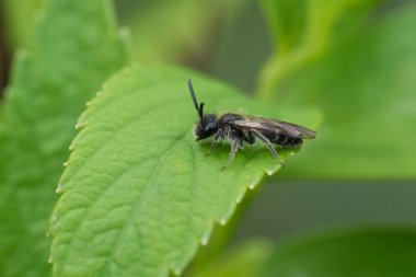 Detailed natural closeup on a female dwarf mining bee, Andrena minutula group on a green leaf clipart