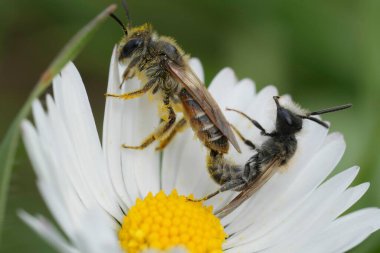 Natural copulation of a male and female red bellied miner mining bee, Andrena venrtalis in a Common white flowering daisy clipart