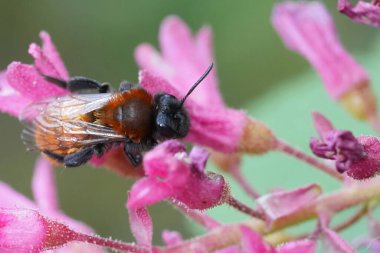 Natural closeup on a colorful female red tawny mining bee, Andrena fulva on a red Ribes sanguineum flower clipart