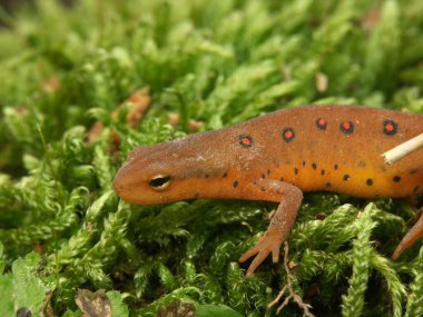 Natural closeup on a Eastern, Broken-Striped or Red Spotted Newt, Notophthalmus viridescens on green moss clipart