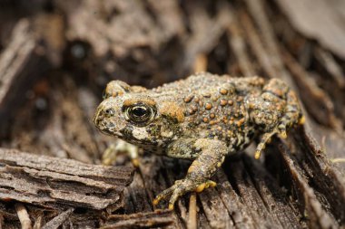 Genç Batı kurbağası Bufo ya da Anaxyrus Boreas 'ın Kuzey Kaliforniya' daki doğal yakın çekimi.