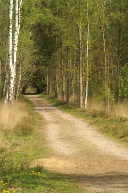 Sakin bir orman yolu huş ağaçları ve otlarla kaplı, uzaklığa doğru gidiyor..