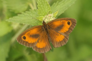 Detailed closeup on the European Gatekeeper butterfly, Pyronia tithonus with orange spread wings clipart