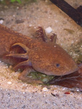 Küp renginde neotenik, solungaçlı, Meksika Axolotl, Ambystoma mexicanum