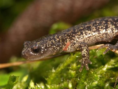 Genç Japon Hokkiado semenderi Hynobius 'un yeşil yosun üzerindeki doğal yakınlaşması.