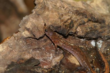 Detailed closeup on the North-American lungless Northern zigzag salamander, Plethodon dorsalis clipart