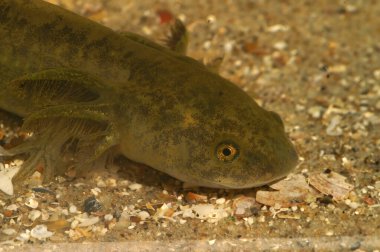 Kuzey Amerika yasaklı kaplan semenderi Ambystoma mavortium 'un geniş solungaçlı larvalarına yakından bakın.