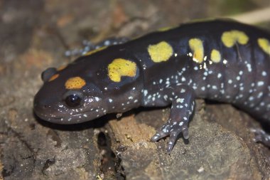 Detailed closeup on the North-American Spotted salamander, Ambystoma maculatum clipart