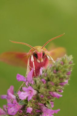 Renkli, pembe, büyük Avrupa fil güvesi Deilephila Elpenor 'a dikey yakın plan.