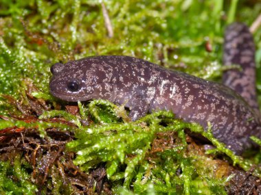 Vertical closeup on the rare Japanese spotted or Sagami salamander,Hynobius naevius clipart