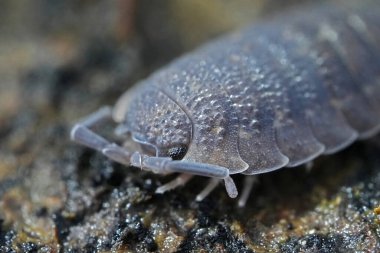 Zorlu bir tespih böceği, Porselen Skaler 'in detaylı yakın çekimi