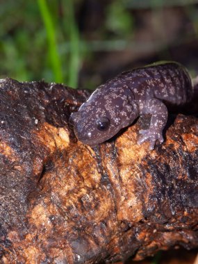 Nadir görülen Japon lekesine ya da Sagami semenderi Hynobius naevius 'a dikey yakın çekim