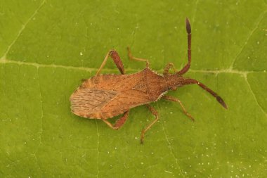 Yeşil yapraklı deri böceği Coriomeris denticulatus 'un doğal detaylı görüntüsü.
