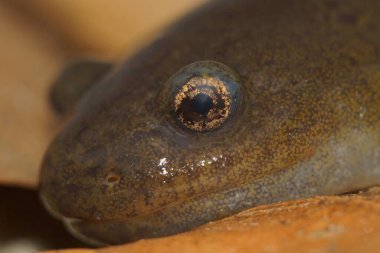 Tehdit altındaki Japon Beppu-shi semenderi Hynobius Dunni 'nin kafasının detaylı yakın çekimi.