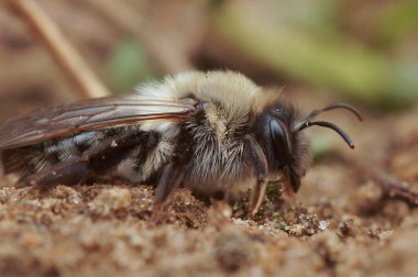 Detailed closeup on a grey-backed mining bee, Andrena vaga sitting on the ground clipart