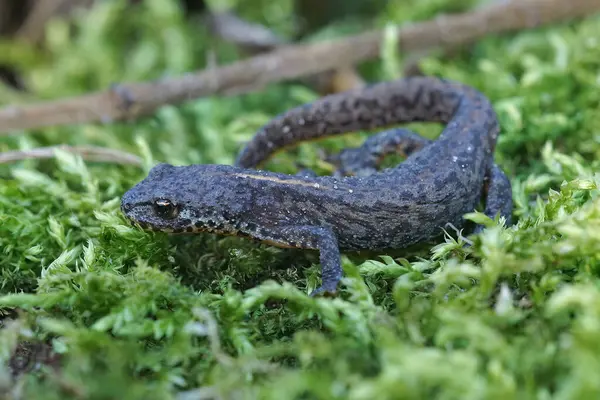 Renkli mavi bir Avrupa alp ağına yakın plan, Ichthyosaura alpestris yeşil yosun