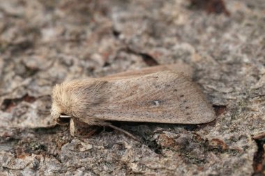 Natural detailed closeup on a European owlet moth, Mythimna sicula, sitting on wood clipart