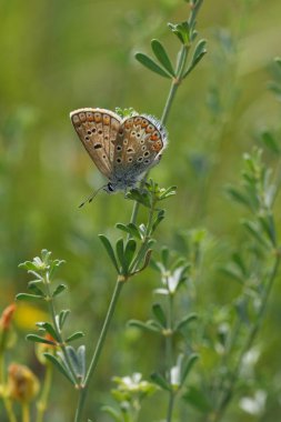 Bitki örtüsünde kapalı kanadı olan ortak mavi kelebek Polyommatus icarus 'un doğal dikey yakınlaşması