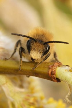 Baharın erkek maden arısı Colletes cunicularius 'un sarı bir Willow Catkin üzerinde detaylı ön çekimi.