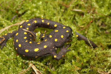 Detailed closeup on the colorful endangered Anatolia newt or Strauch's spotted newt, Neurergus strauchii strauchii on green moss clipart