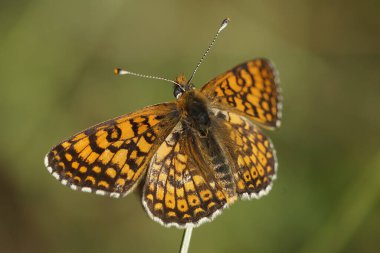 Detailed closeup on a Glanville fritillary, Melitaea cinxia sunbathing with spread wings, France clipart