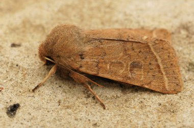 Yaygın kuveykır güvesi, Orthosia serasi 'nin detaylı görüntüsü.