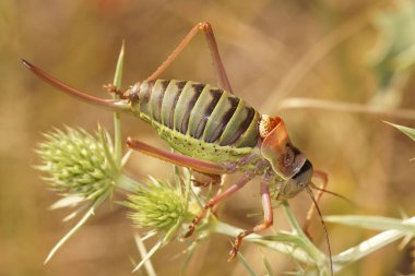 Natural closeup on a large Western Saddle Bush-Cricket, Ephippiger diurnus clipart