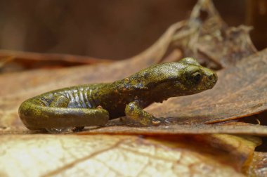 Detailed closeup at a juvenile of the rare limestone salamander Hydromantes brunus at Merced River , California clipart