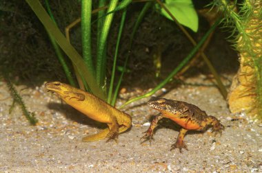 Detailed closeup on an aquatic male and female Carpathian newt, Lissotriton montandoni clipart