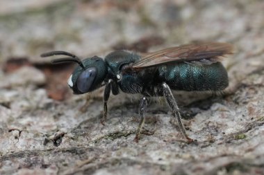 Natural closeup on the European little carpenter bee, Certaina cyanea posing on wood clipart