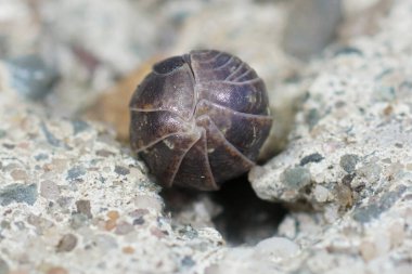 Yaygın bir hap böceğinin, Armadillidium vulgare 'nin, bir taşın üzerinde yakınlaşması.