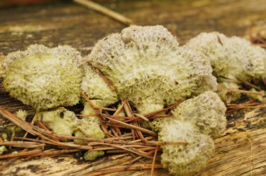 Natural closeup on an aged Common split gill mushroom, Schizophyllum commune clipart