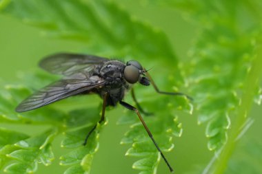 Natural detailed closeup on a Snipe fly, Rhangionidae in Northern Oregon marshy area clipart