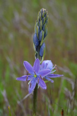 Detailed closeup on the vibrant blue flowers of the Large Camas wildflower, Camassia leichtlinii clipart