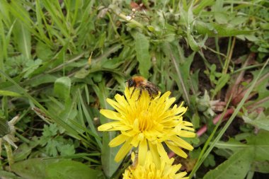 Natural wide-angle Closeup on a female Grey-patched Mining Bee, Andrena nitida on a yellow dandelion flower in meadow clipart