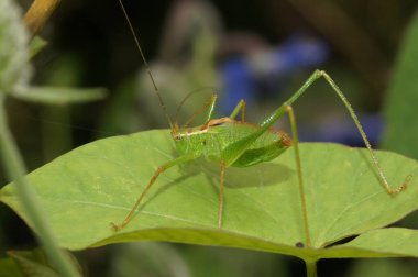 Leptophyes yeşil bir yaprağın üzerinde yeşil bir yaprağın üzerinde, benekli bir erkek cırcır böceği üzerinde doğal yakın plan.