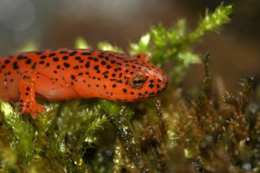 Blue Ridge Red Salamander, Pseudotriton yakutunun canlı, parlak renkli, Kuzey Amerika akarsu kenarına yakın plan.