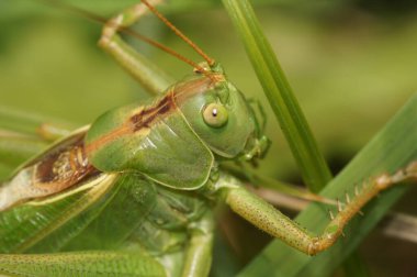 Avrupa 'nın büyük yeşil çalı cırcırböceği, Tettigonia viridissima' nın detaylı görüntüsü