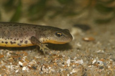 Nesli tükenmekte olan İber semenderi Lissotriton boscai 'ye yakın plan.