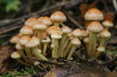 Ormandaki bir grup sahte, tuğla kırmızısı mantara doğal olarak yakın çekim.