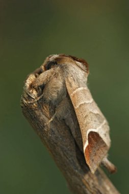 Çikolata uçlu güve üzerinde doğal dikey yakın çekim, bir dal üzerinde dolap curtula