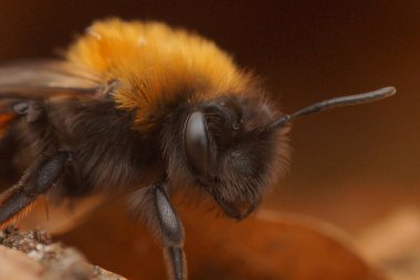 Detailed extreme closeup on the face of a fluffy female Clarke's mining bee, Andrena clarkella clipart