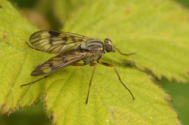 Natural closeup on a European predatory snipe fly, Rhagio scolopaceus on a green leaf clipart