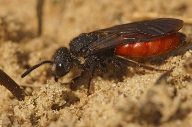 Natural closeup on a colorful red cleptoparasite White-lipped Blood Bee, Sphecodes albilabris clipart